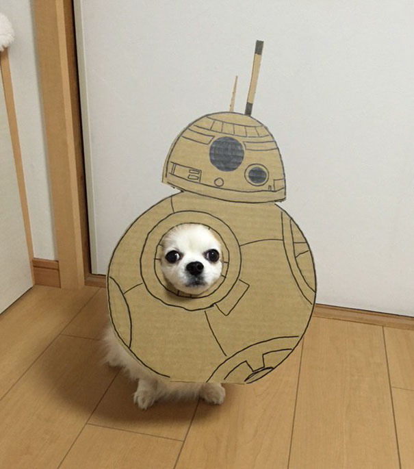 Cardboard Costume