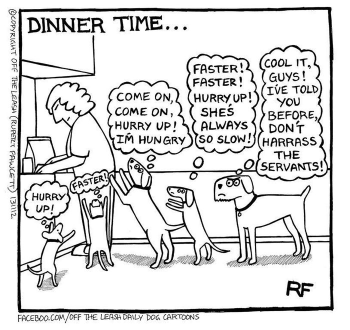 Funny Dog Cartoons