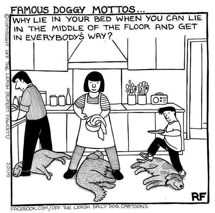 Funny Dog Cartoons