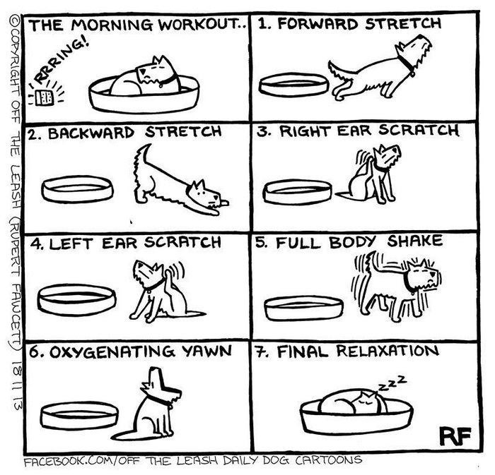 Funny Dog Cartoons