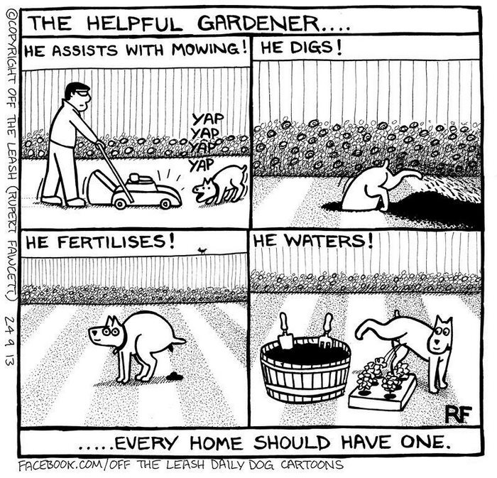 Funny Dog Cartoons