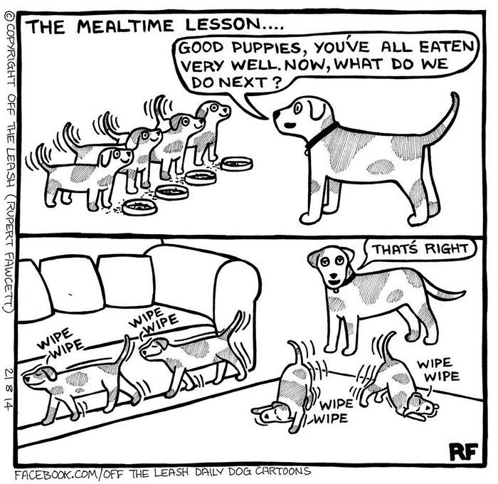 Funny Dog Cartoons