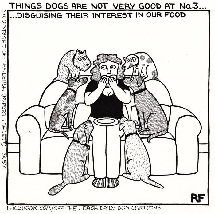 Funny Dog Cartoons