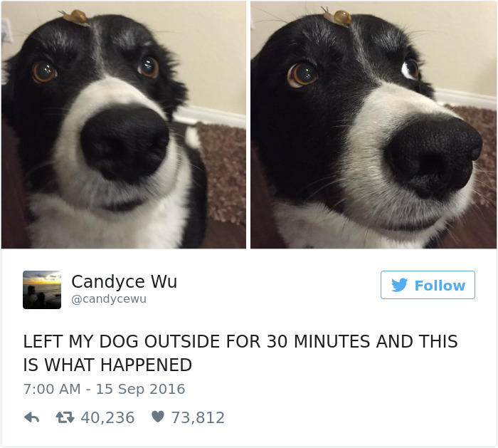 Dog Tweets