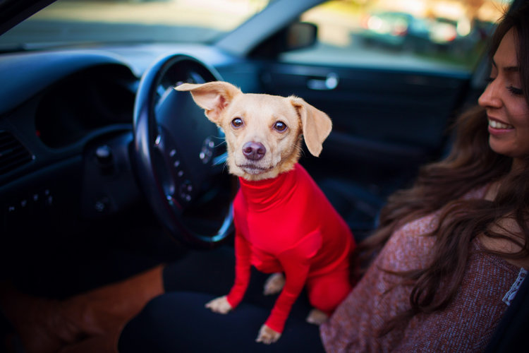 View More: http://heathersmithphoto.pass.us/shed-defender