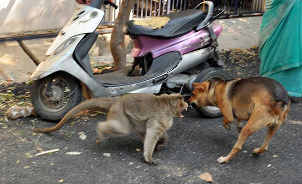 monkey-adopts-puppy-erode-india-5