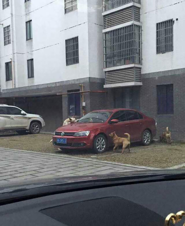 stray-dog-revenge-3