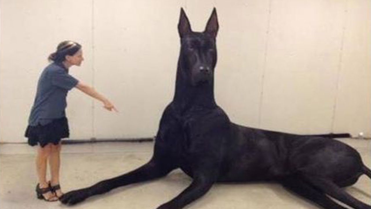 most giant dog