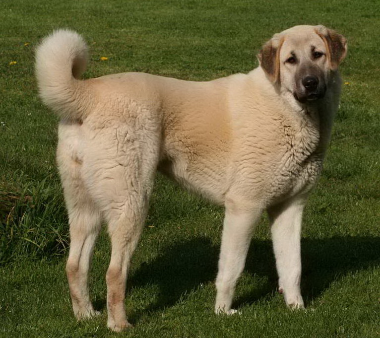 Anatolian Shepherd