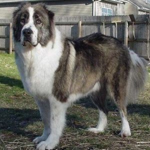 Caucasian Shepherd Dog