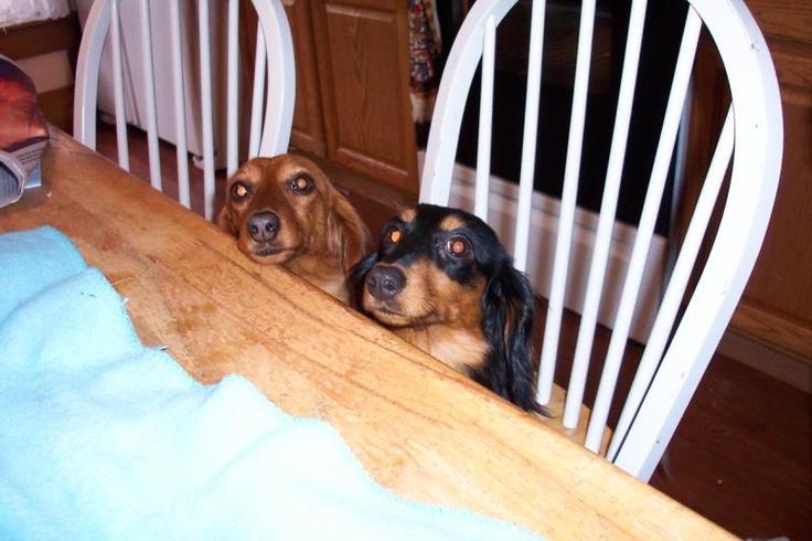 Hungry Dachshund dogs
