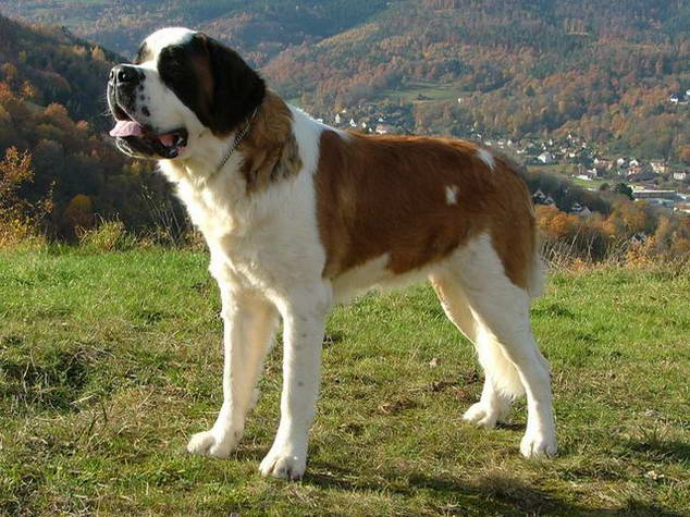 St. Bernard