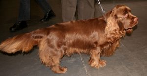 sussex_spaniel_t43