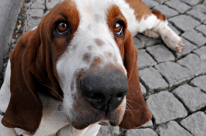 basset hound face