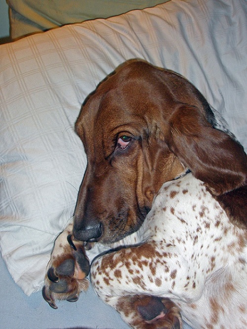 basset hound on bed