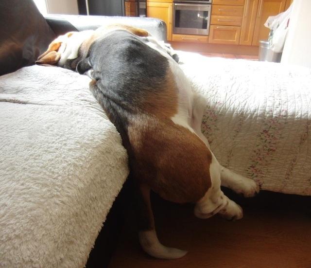 basset hound sleep funny