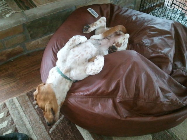 basset hound sleeping position