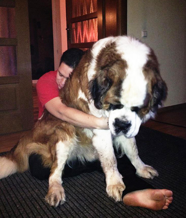 big dogs rc