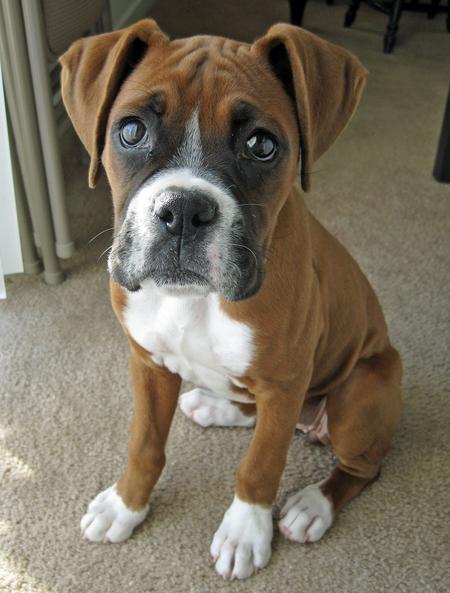 boxer dog photo