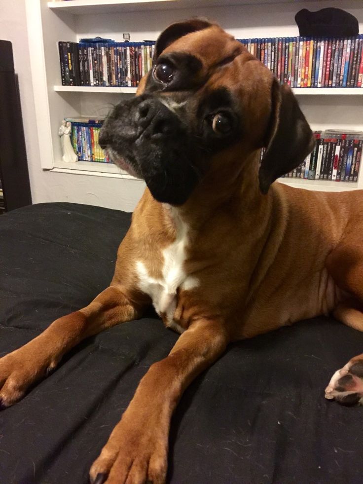 boxer dog