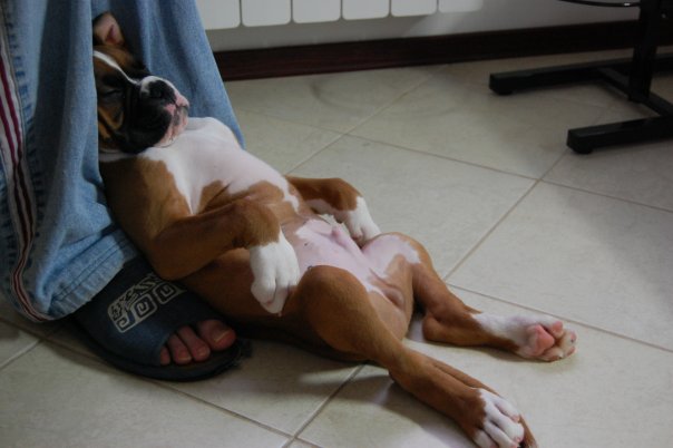 boxer puppy sleep