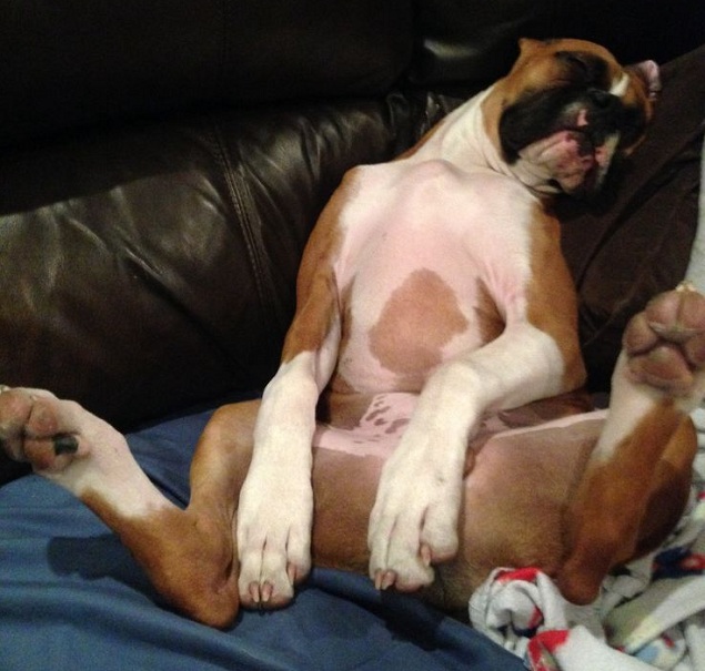 boxer sleep