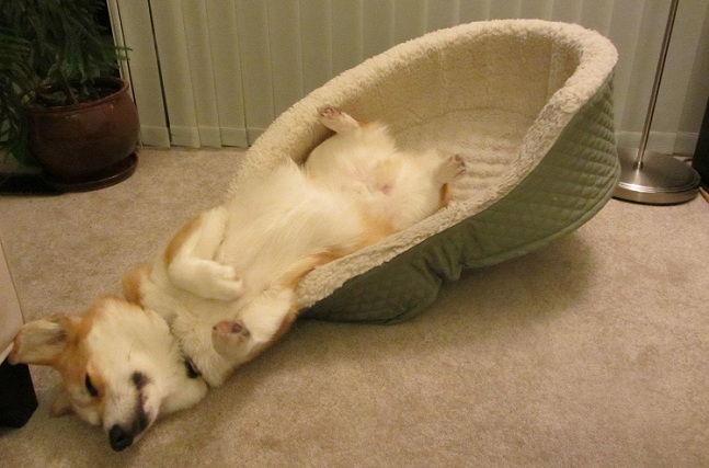 corgi dog sleeping