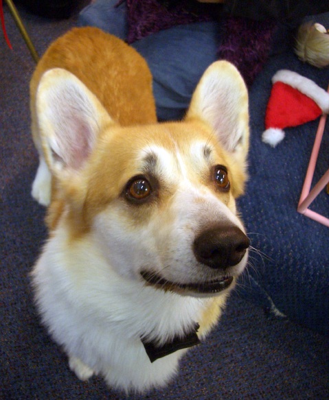 corgi eyes