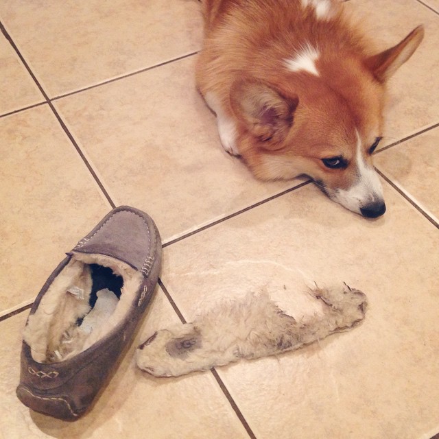 corgi guilty dog