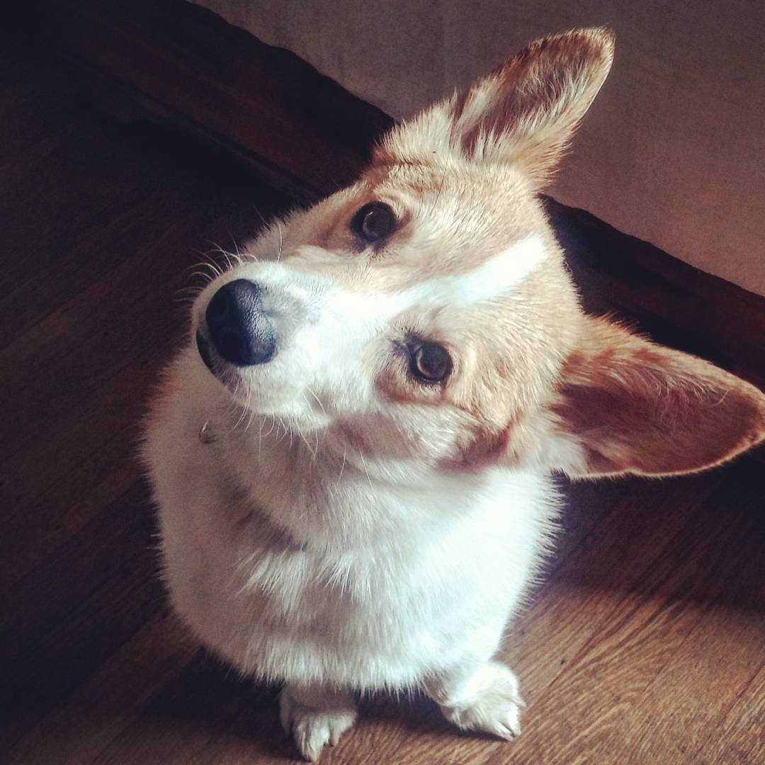 corgi head tilt dog