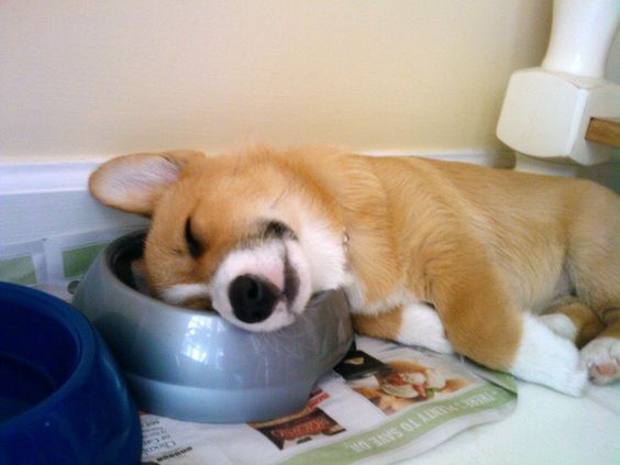 corgi puppy sleeping