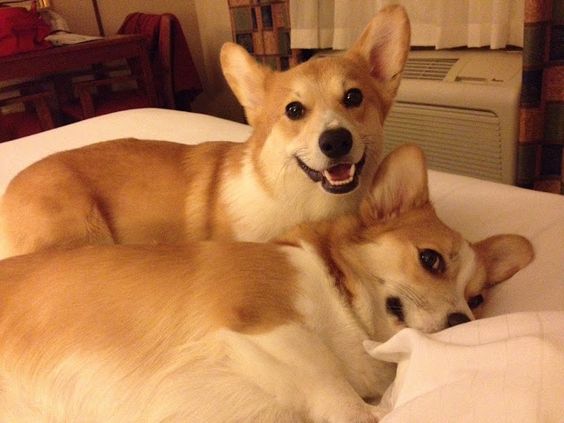 corgis in bed