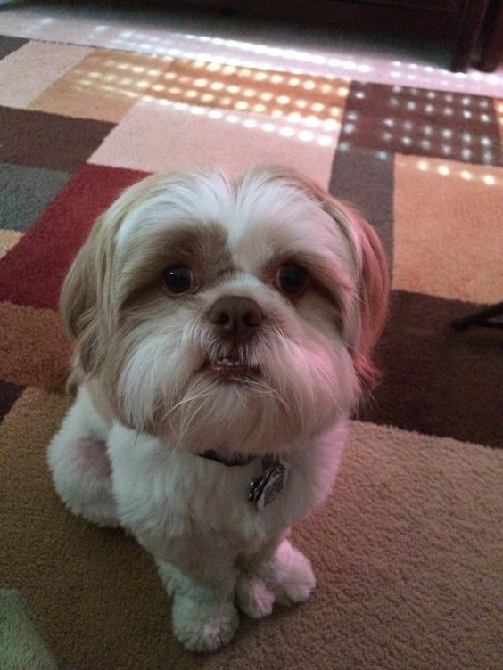 cute begging face shih tzu