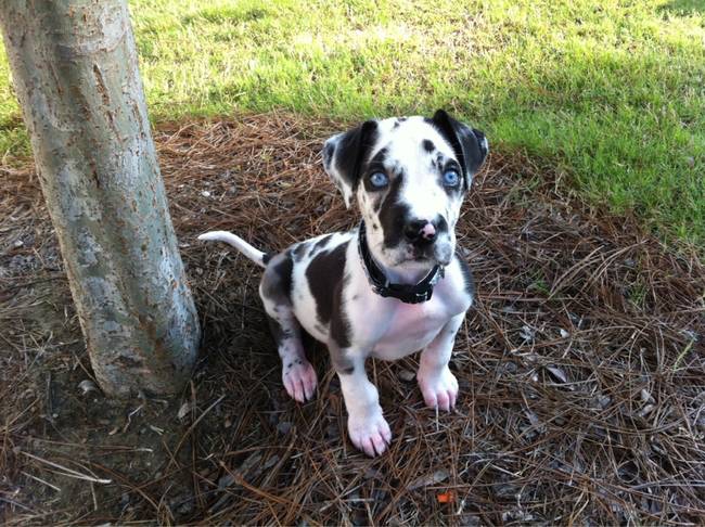 cute great dane puppy