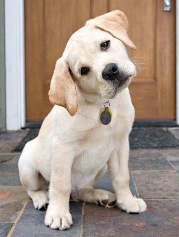 cute labrador puppy