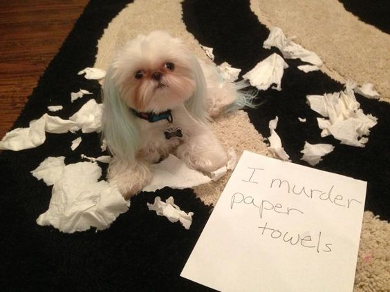 cute shih tzu paper funny mess