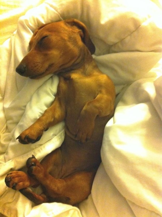 dachshund dog sleeping position