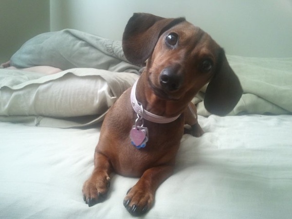 dachshund head tilt