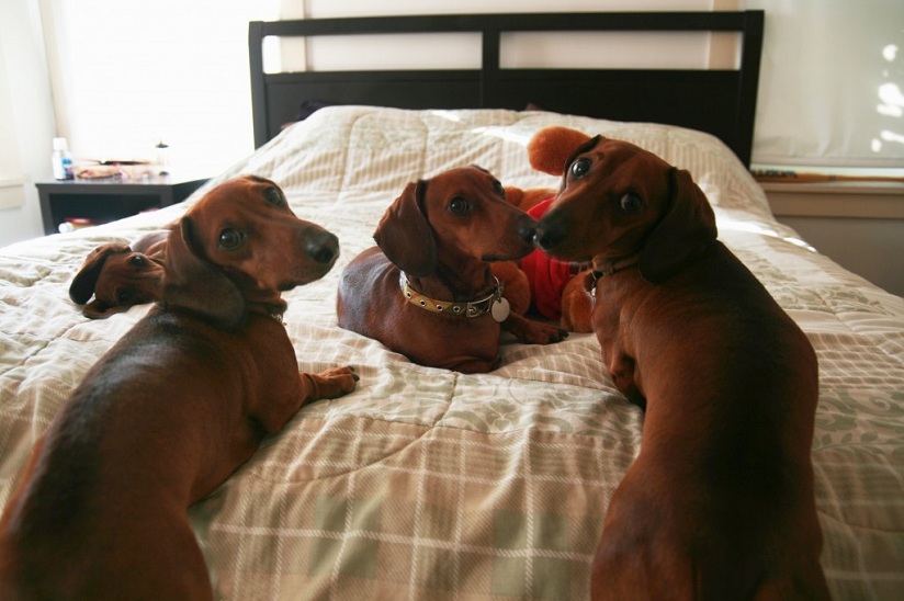 dachshunds in bed