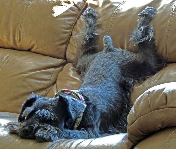 funny schnauzer sleep