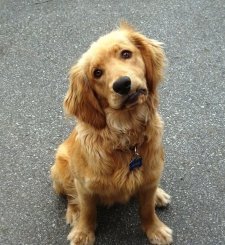 golden retriever head tilt