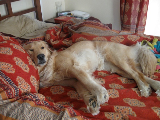 golden retriever in bed