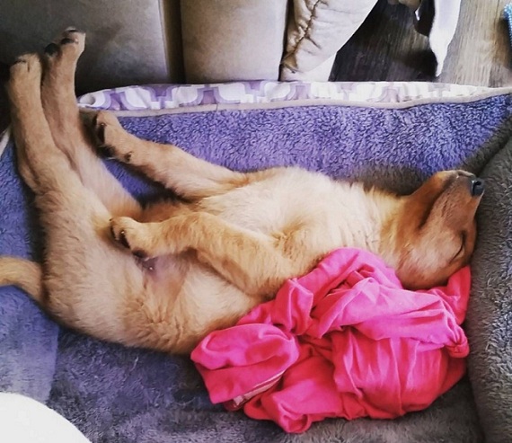 golden retriever puppy sleeping