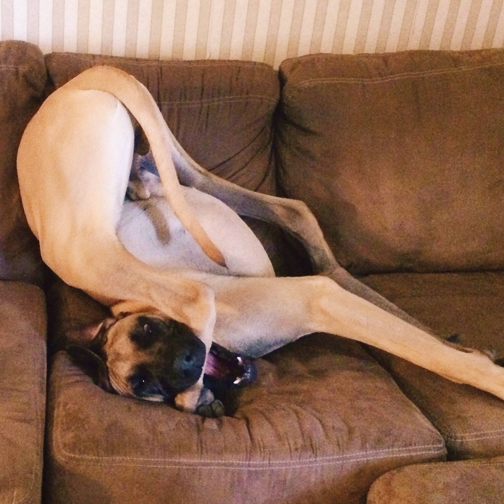 great dane legs