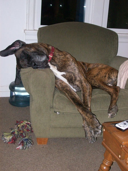 great dane nap time