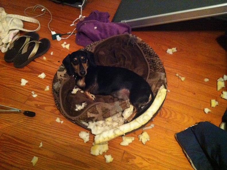 guilty dachshund dog