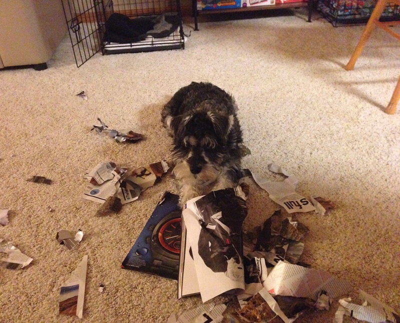 guilty schnauzer