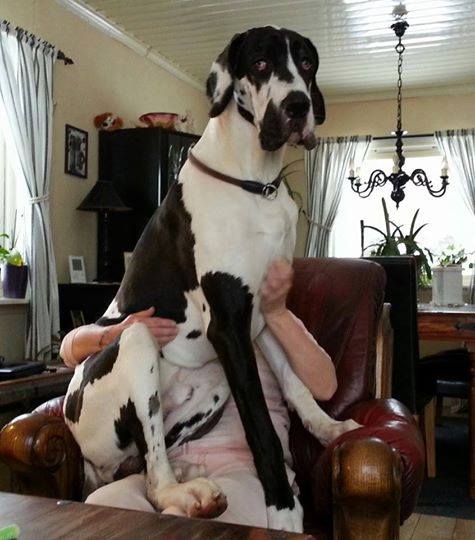 huge great dane sits on human