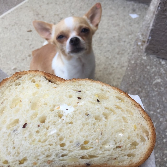 hungry chihuahua