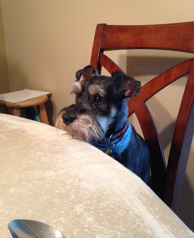 hungry schnauzer